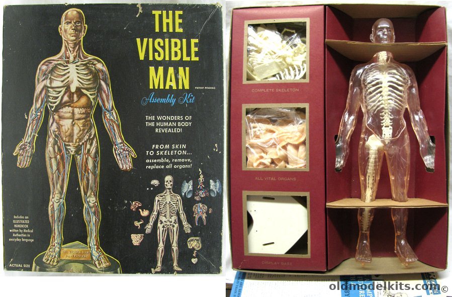 Renwal 1/5 The Visible Man, 800-498 plastic model kit